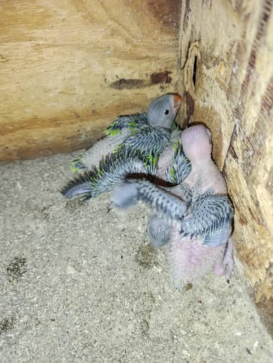 Ringneck chicks 3 piece