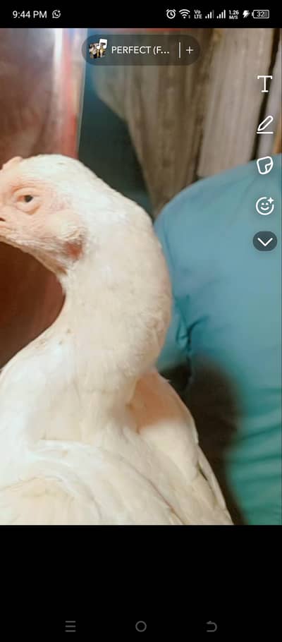 white nok nali choti eyes lala Dora