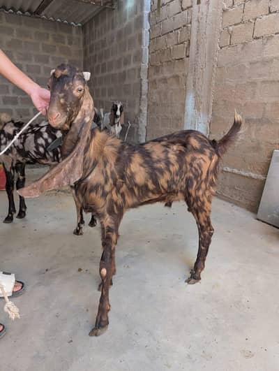 2  bakre 2 dant andu bakra