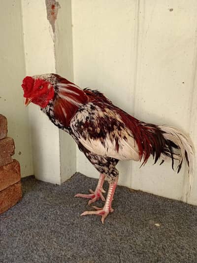 Mian wali or lasani ka cross