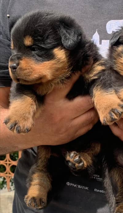 non pridgree rottweiler Puppy available location lahore heavy bone s