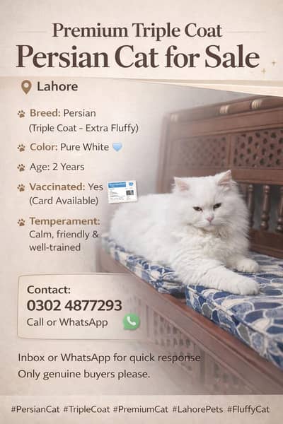 Premium Triple Coat Persian Cat for Sale