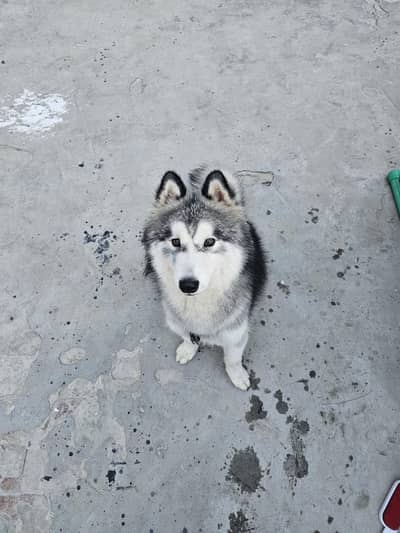 Siberian husky stud