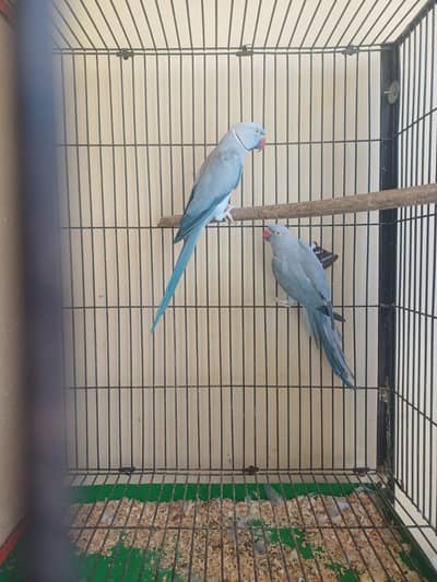 Ringneck Breeder pairs for sale