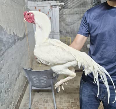 ASEEL HEERA BREEDER MALE