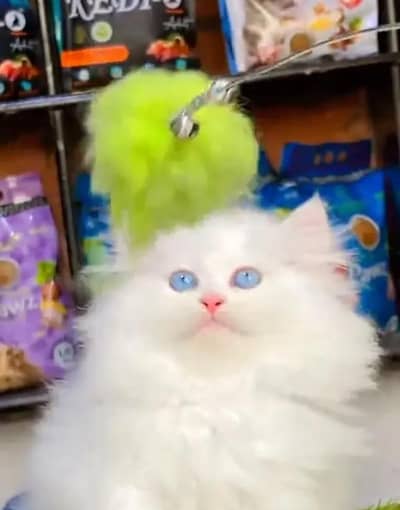 Persian female kitten for sale vaccinated 03464647359