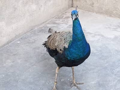 Pair of blue shoulder peacocks home bread