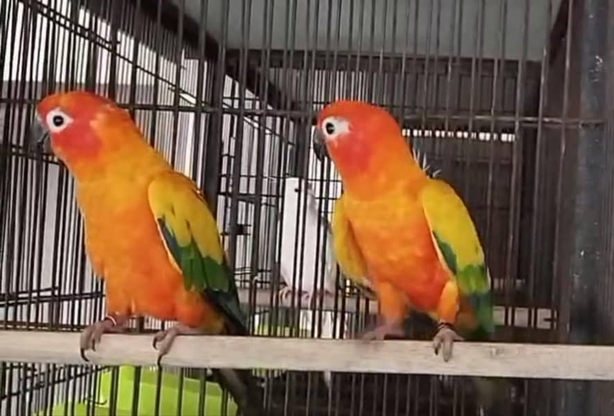 Sun Conure Pair 0