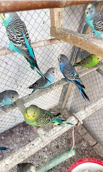 haideri birds and peogeon