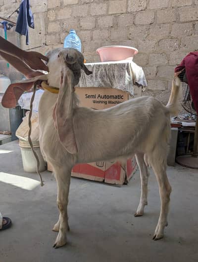 2 dant andu bakra
