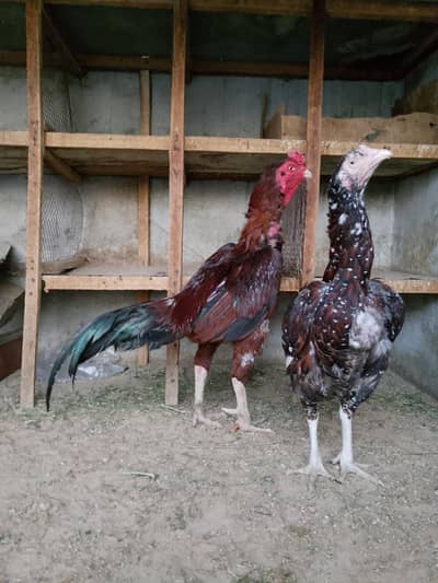 aseel old blood line trio set urgent sale krna h