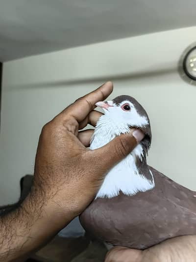 7000 Red Shahrazi ha old berred