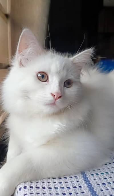 beautiful persian cat