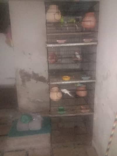 Australian and love birds pair with cage