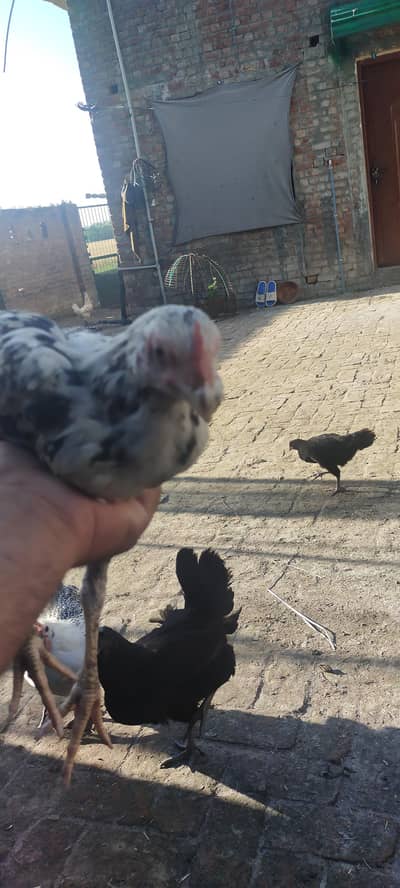 aseel china males  for sale