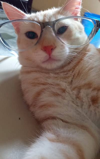 male Persian cat for sell