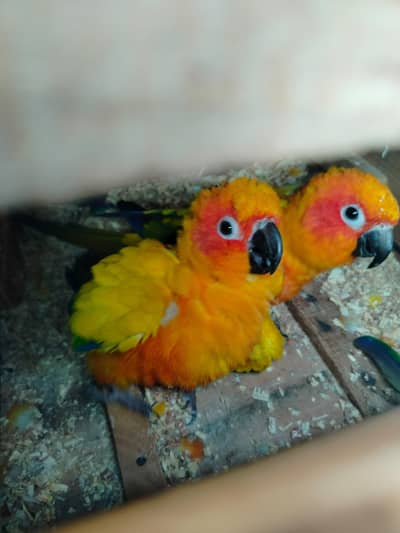Sunconure High red factor 48k full final hain