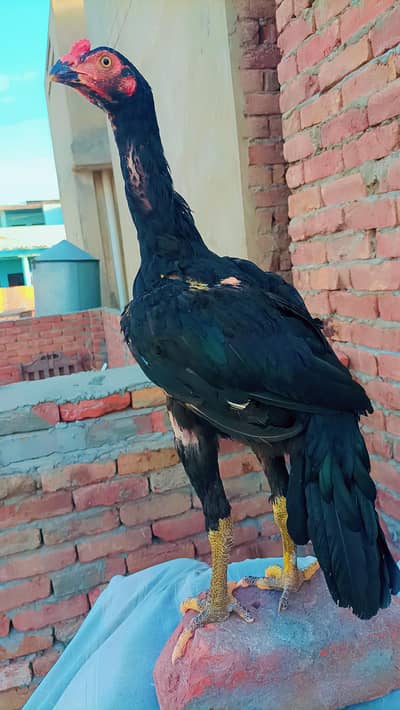 Pure Aseel Mushka Patha || Price Final Hai