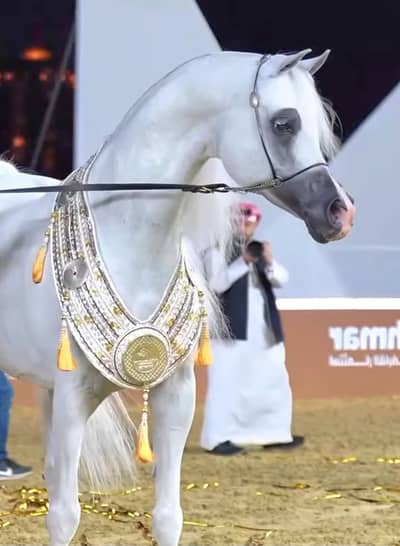 Arabic hourse | pedigree hourse | ghory for sale
