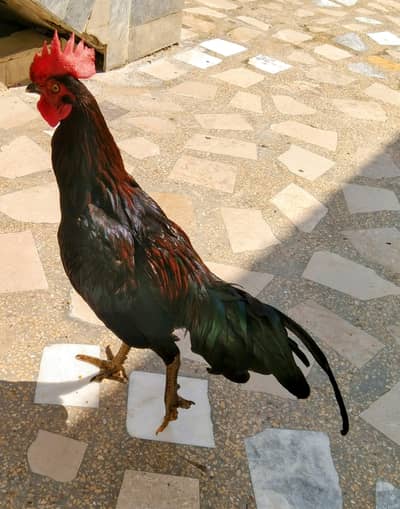 Bengum  Lakha  Aseel