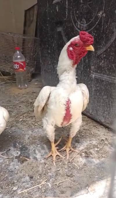 Ko Shamo Zero Size Chicks/Quality birds