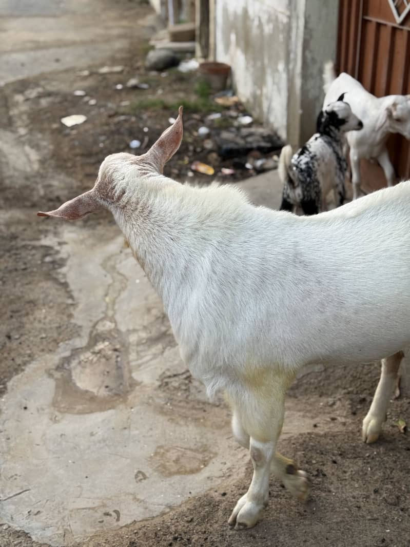 Tedda breedar bakra 0