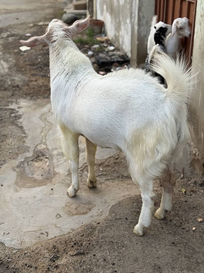 Tedda breedar bakra 1