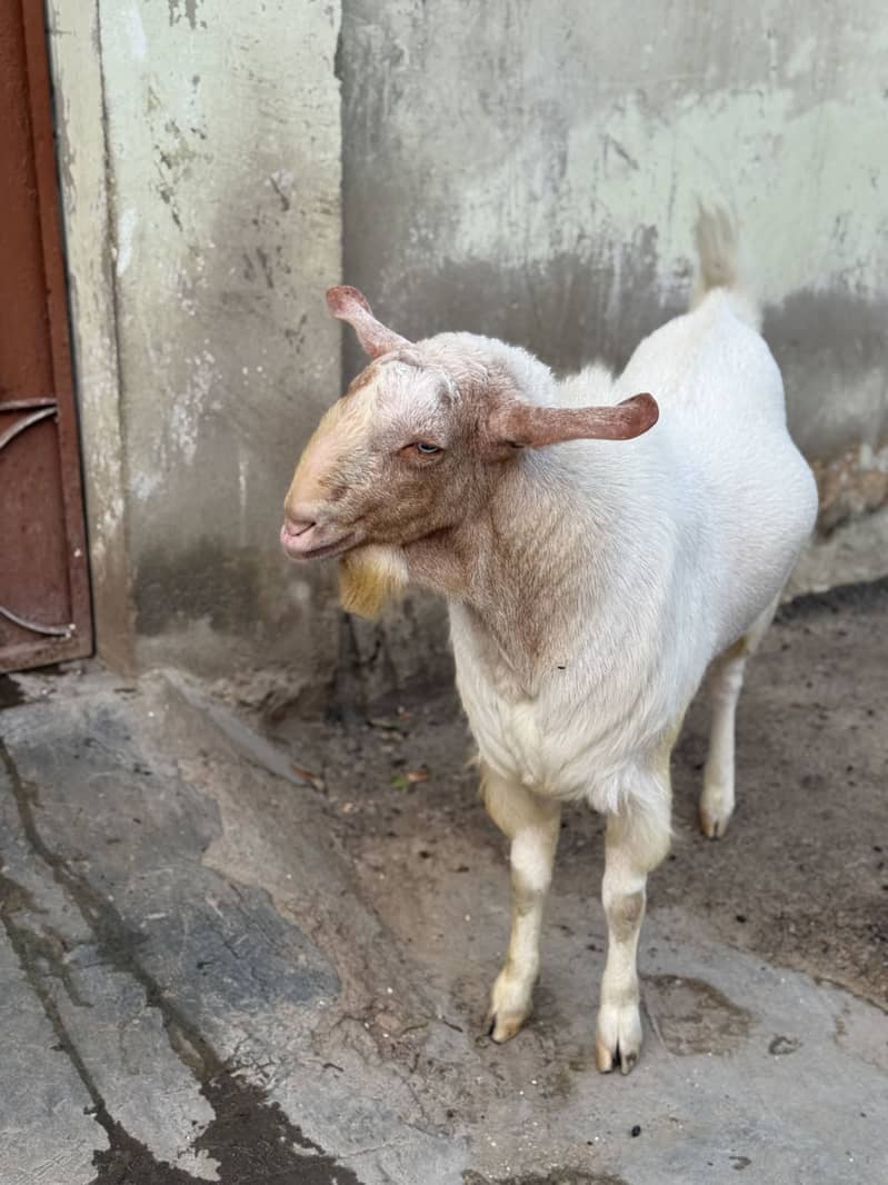 Tedda breedar bakra 2