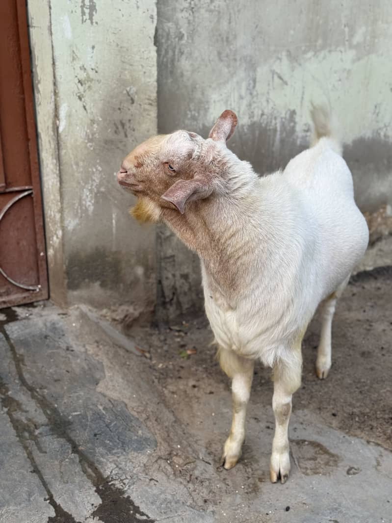Tedda breedar bakra 3