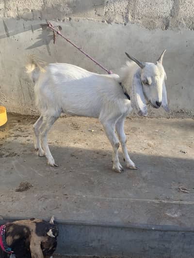 White tapra 2 dant andu