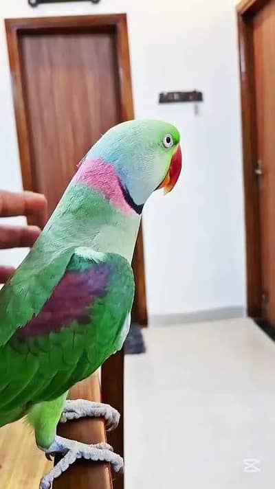 Raw pahari parrot