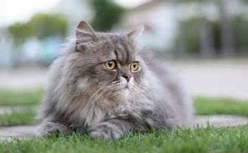 Persian cat