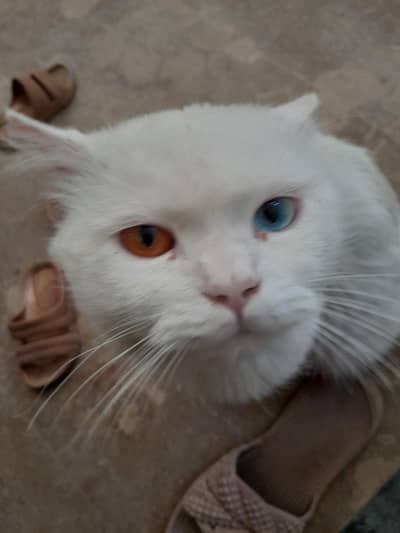 Persian Cate in  White color