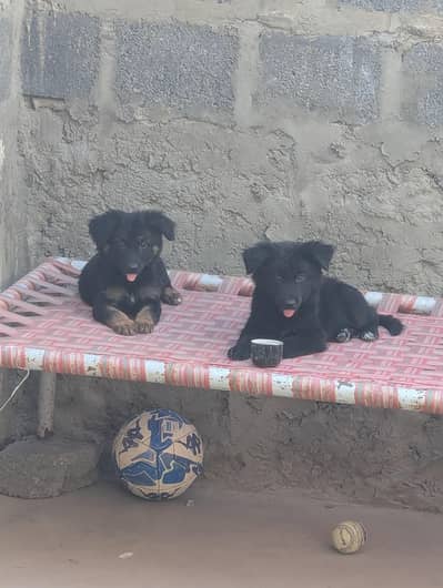 High Quality Long Quote Pair