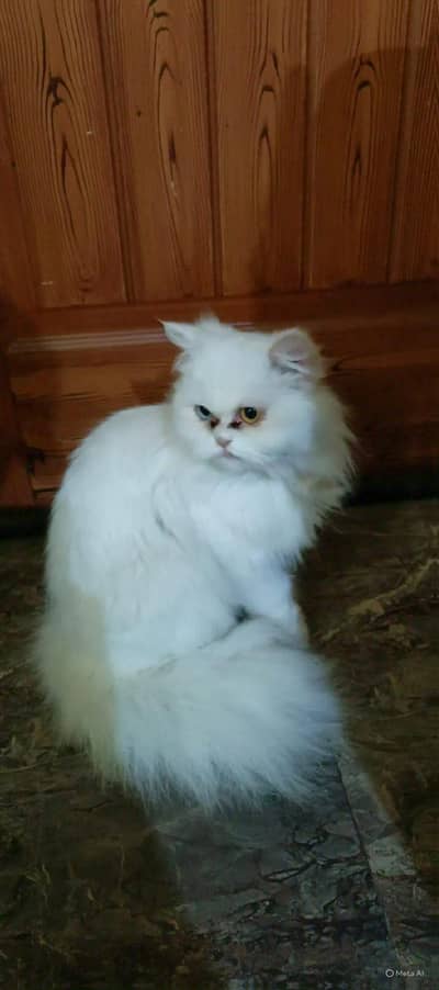 Persian cat fully vaccinated