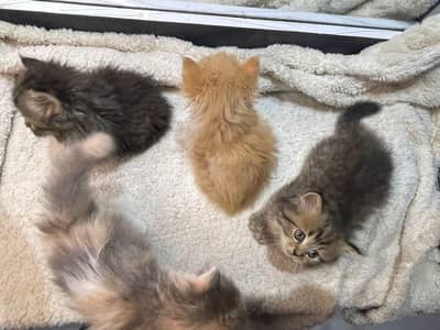 Persian kittens grey fawn and black