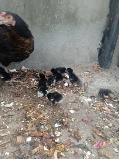 aseel shamo cras  chiks aseel morga morge for sa korak morge  pary wal