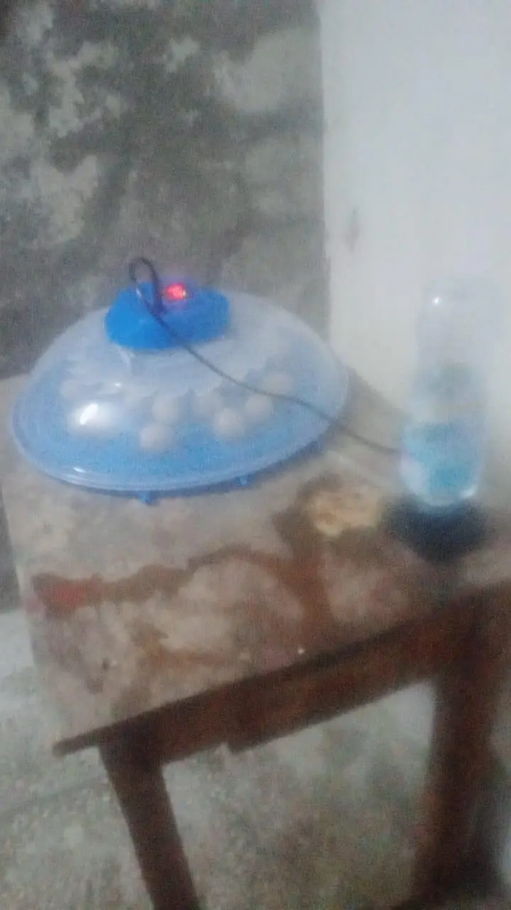Eggs Hatching Incubator ac and dc dualانڈوں سے چوزے نکلا لنے والی مشین — photo 5