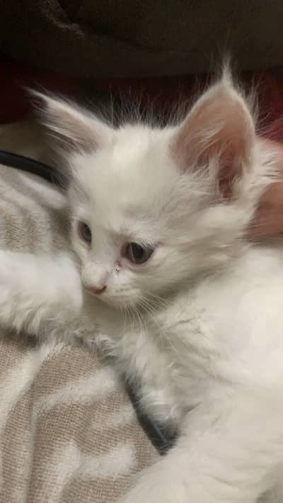 Persian pair of kittens