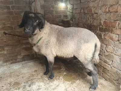 Manda dara Ismail Khan