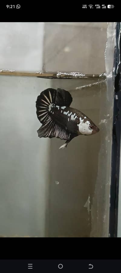 black nd Red Samurai  Betta Males