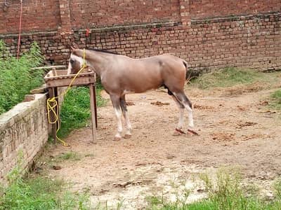 Location Sialkot aimnabad