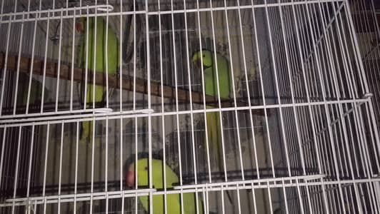 Raw parrot male or female