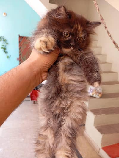 Persian cat | Persian Kitten | High Quality | Cat For Sale