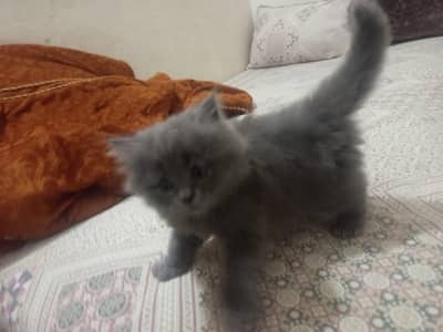Persian kitten for sale triple coated