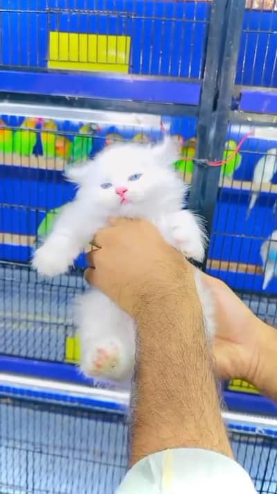 beautiful Persian female for sale 03262107955 my WhatsApp number