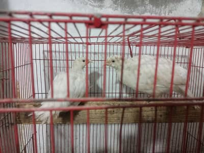 breeder pair pure white