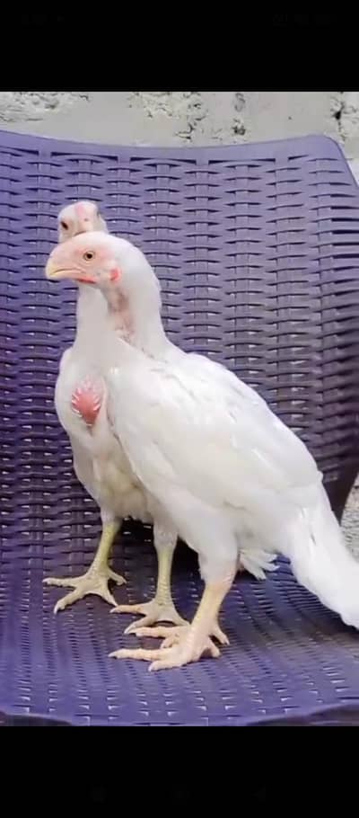 Parrot big. murga age 3month My WhatsApp03373250418