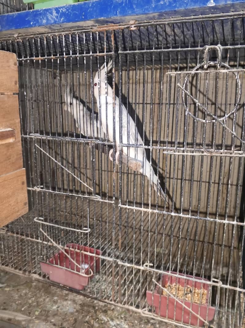 cocktails java variety running setup 0