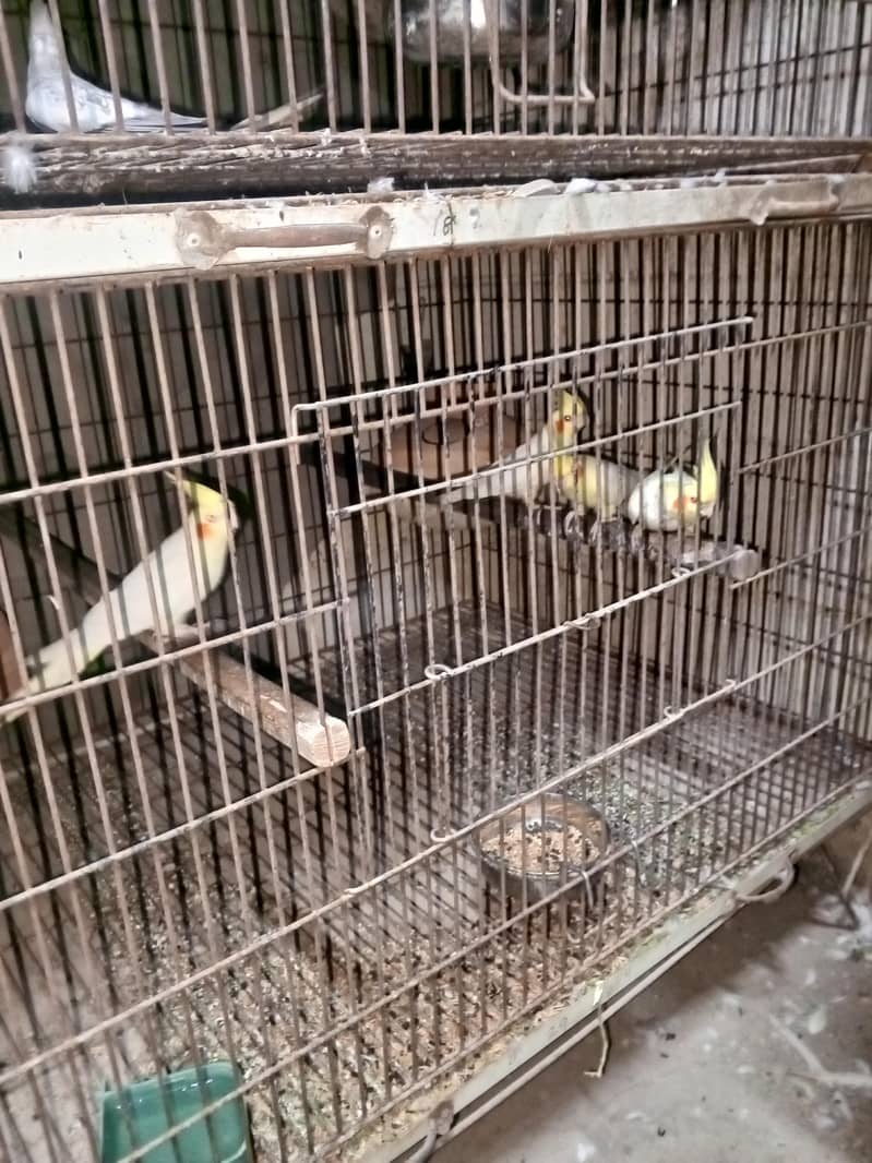 cocktails java variety running setup 1